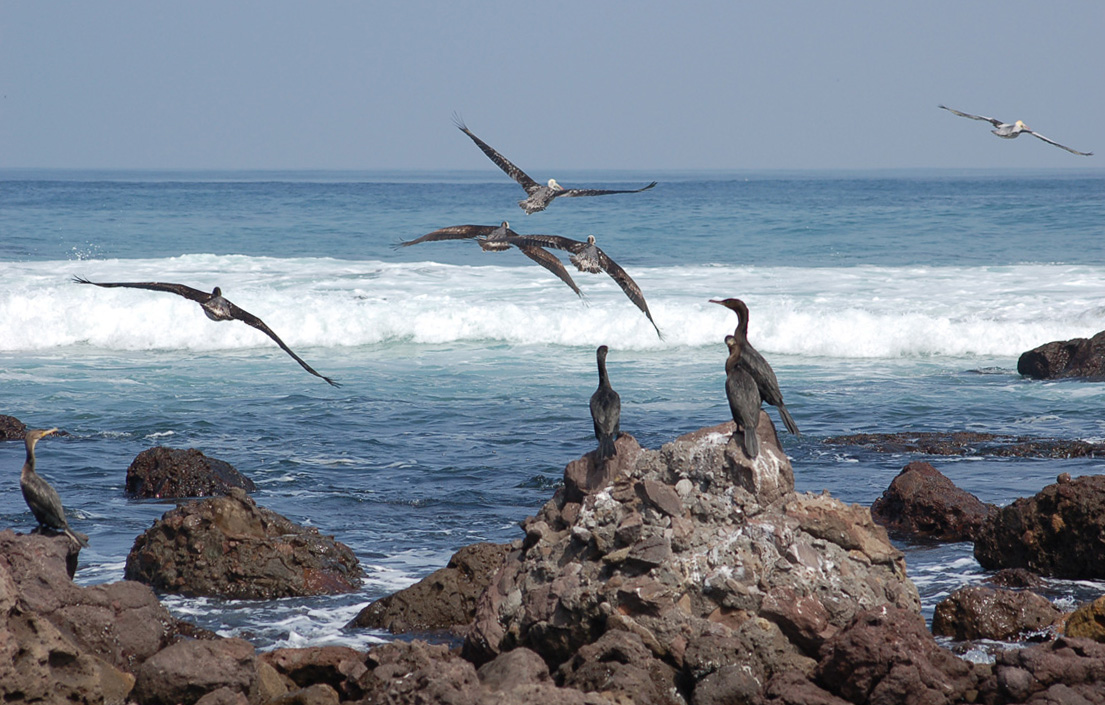 Dlying pelicans and cormorants having a sunbath.