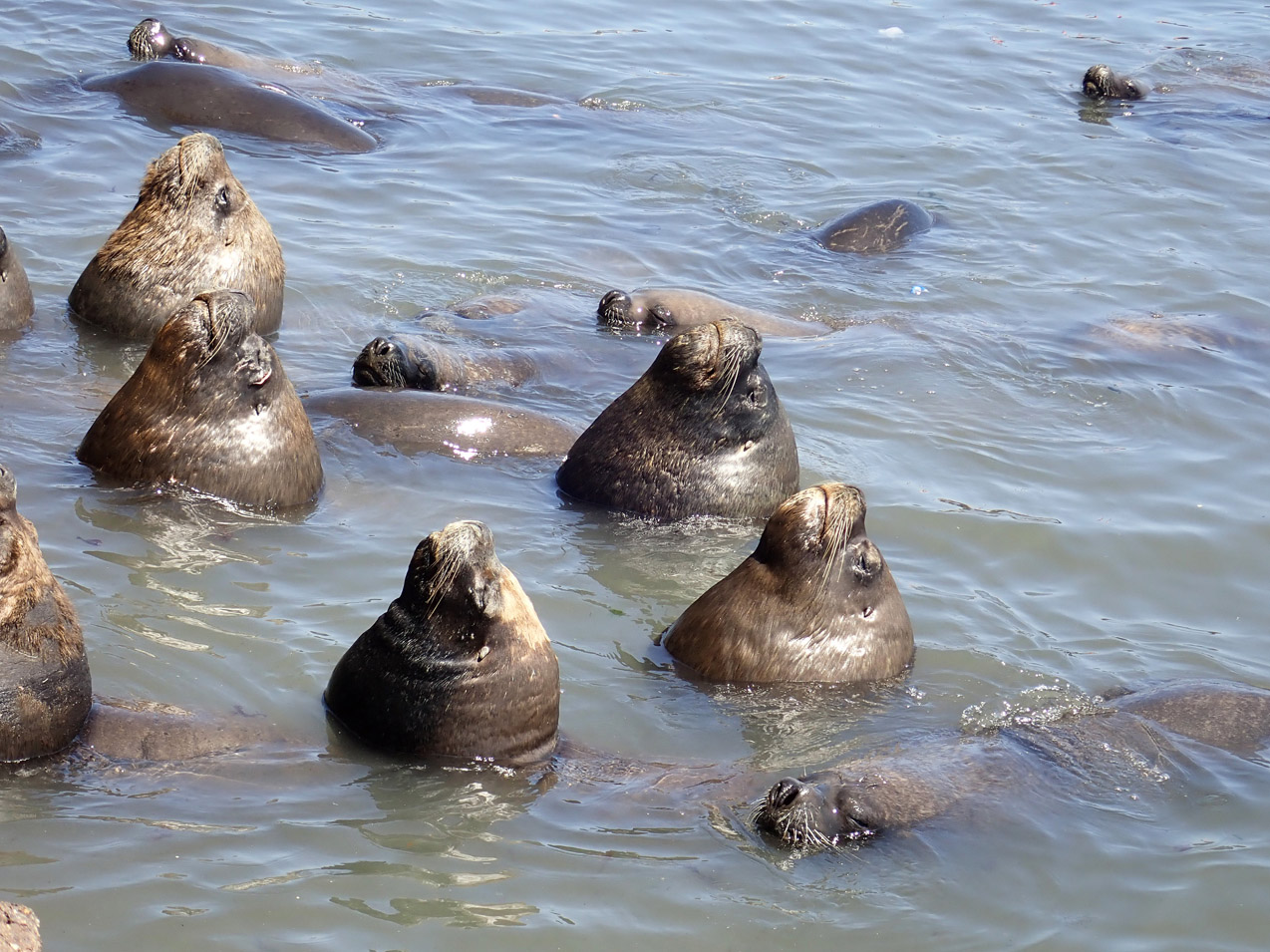 More sea lion specimens (<em>Otarya flavescens</em>) resting next to the fishing terminal.