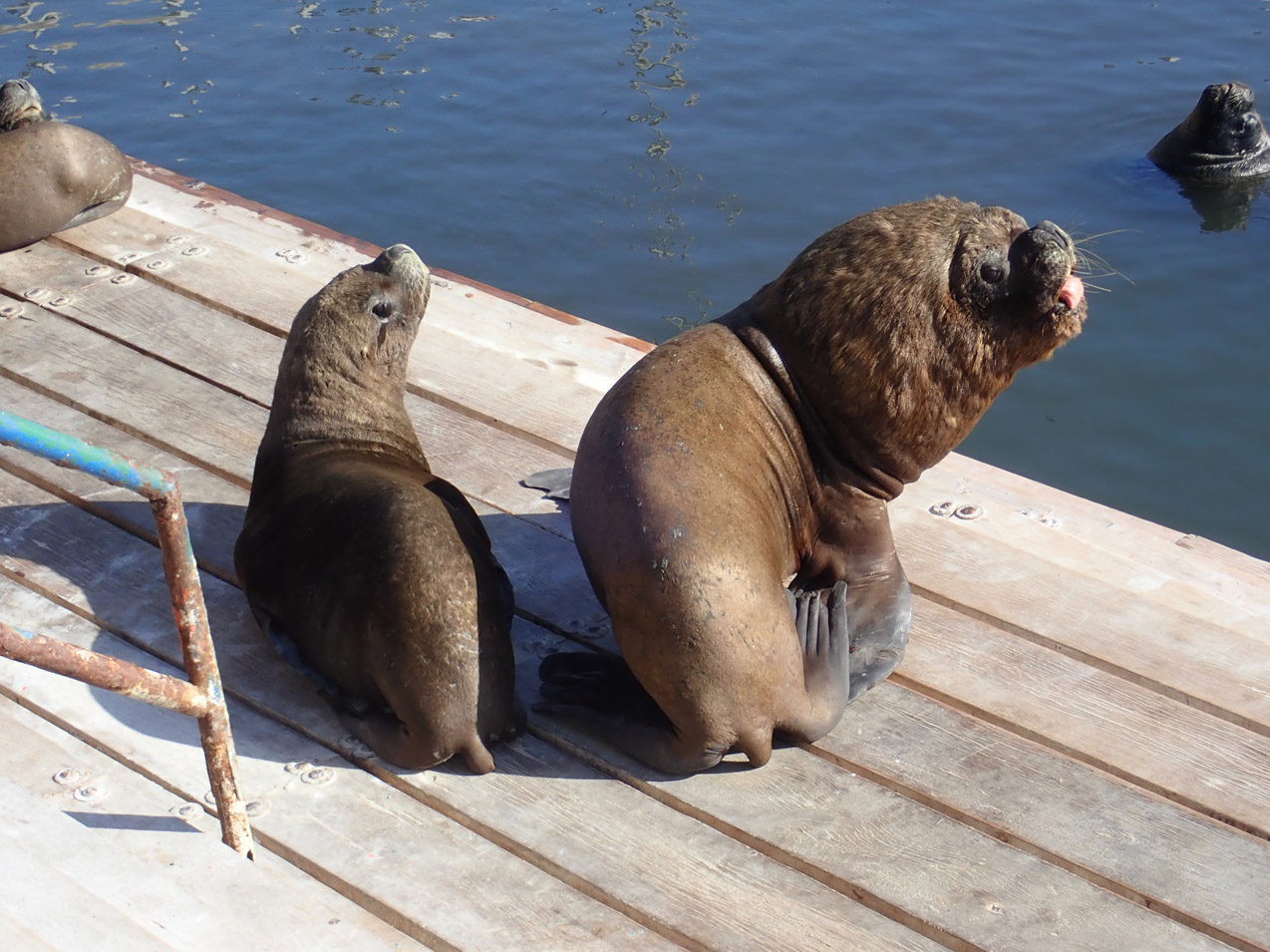 Sea lions (<em>Otarya flavescens</em>), male and female at the Iquique fishing terminal.