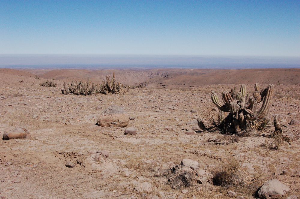 Landscape aspect (<em>18.08.2008</em>): specimens of a cactus (<em>Corryocactus brevistilus</em>) locally called guacalla.