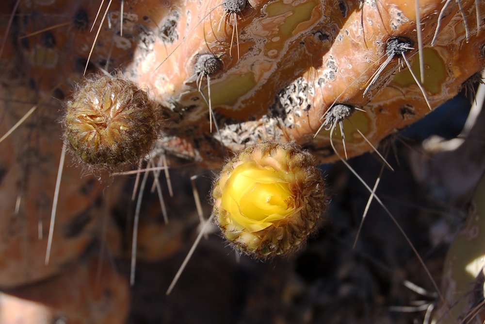 A developing flower of <em>Corryocactus brevistilus</em>.