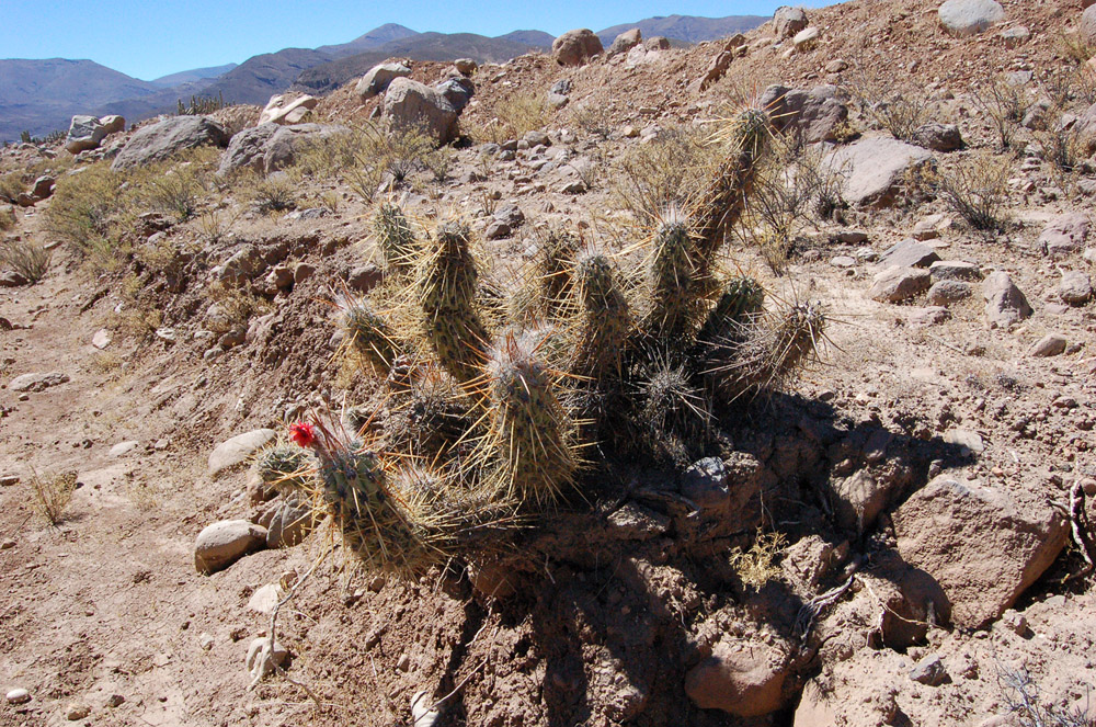 <em>Oreocereus leucotrichus</em>, another native cactus that grows between 2400 and 3500 meters above sea level.