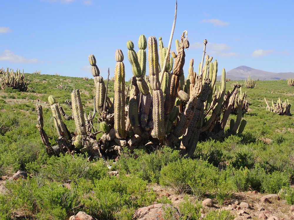 The shrubs and cacti are rapidly greening up.