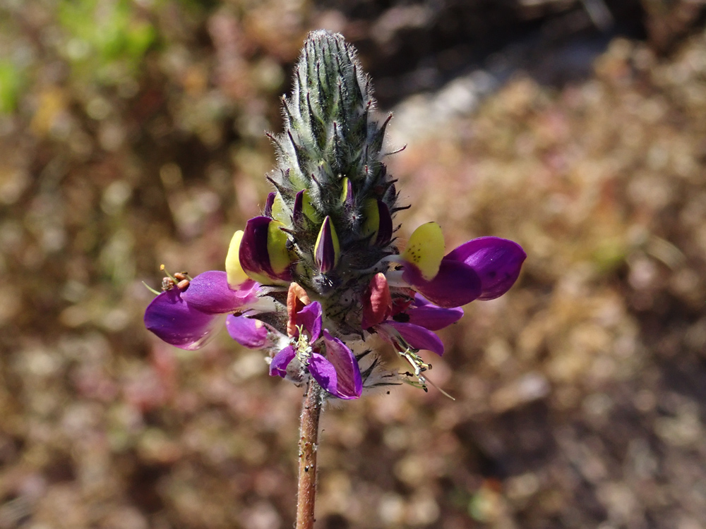 Detail of the flowers of <em>Dalea pennellii</em>, a plant of the legume family (Fam. Leguminosae).