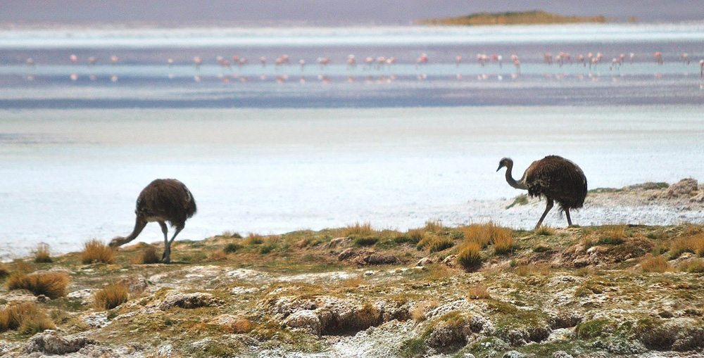 The suri or puna rhea (<em>Rhea pennata</em> subsp. <em>tarapacensis</em>), a huge, heavy, flightless bird exclusive to South America. This subspecies inhabits arid or semi-arid regions of the altiplano of northern Chile. It is protected as an endangered species.