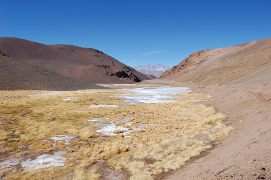 Camino al Salar de Maricunga; bofedales de altura en un arroyo congelado.