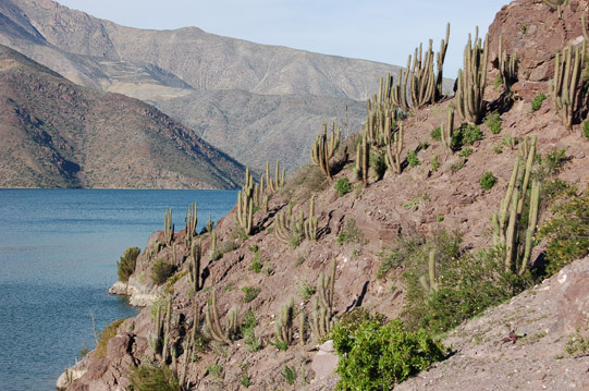 Valle del Elqui, cactáceas: cactus copao (Eulychnia acida).