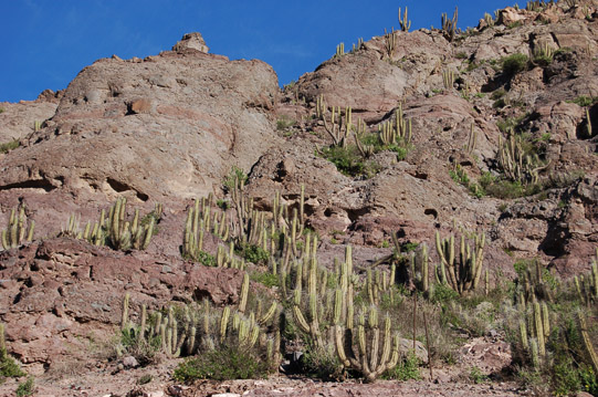 Valle del Elqui, copao (Eulychnia acida) creciendo sobre rocas de la Formación Quebrada Marquesa.