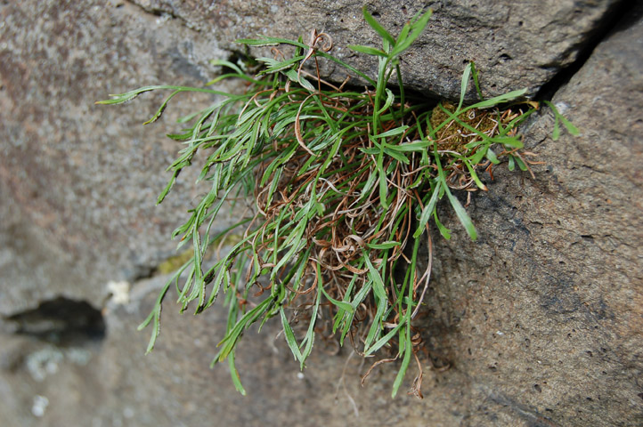 Un helecho (Asplenium septentrionale) creciendo en las grietas de los basaltos del area de la capilla.